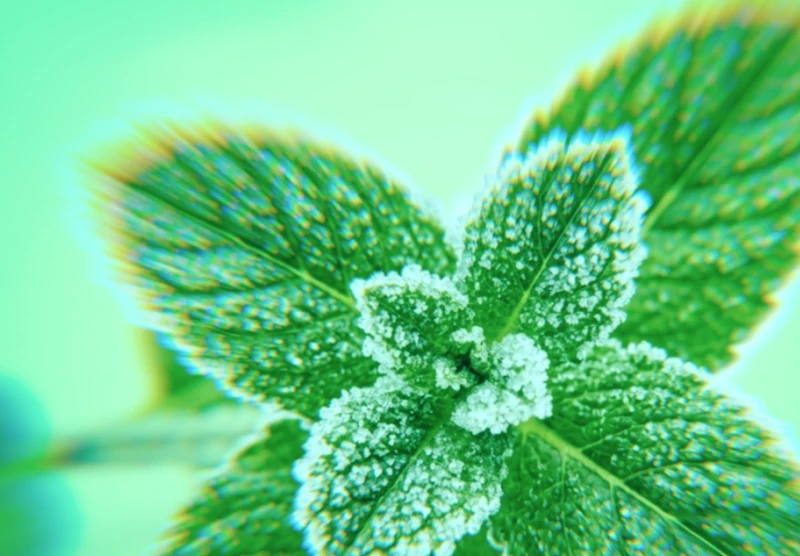 SPEARMINT
